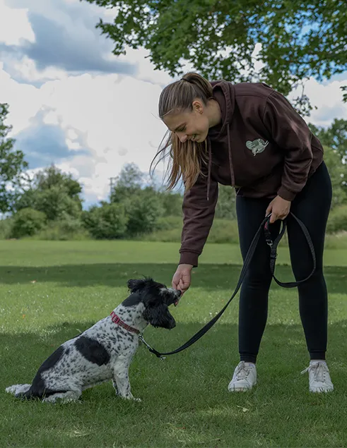 dog training in felstead essex