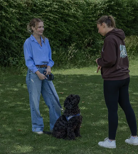 dog walker in braintree dog walker in braintree
