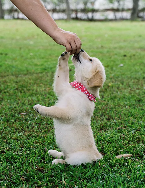 group puppy training classes in felstead group puppy training classes in felstead